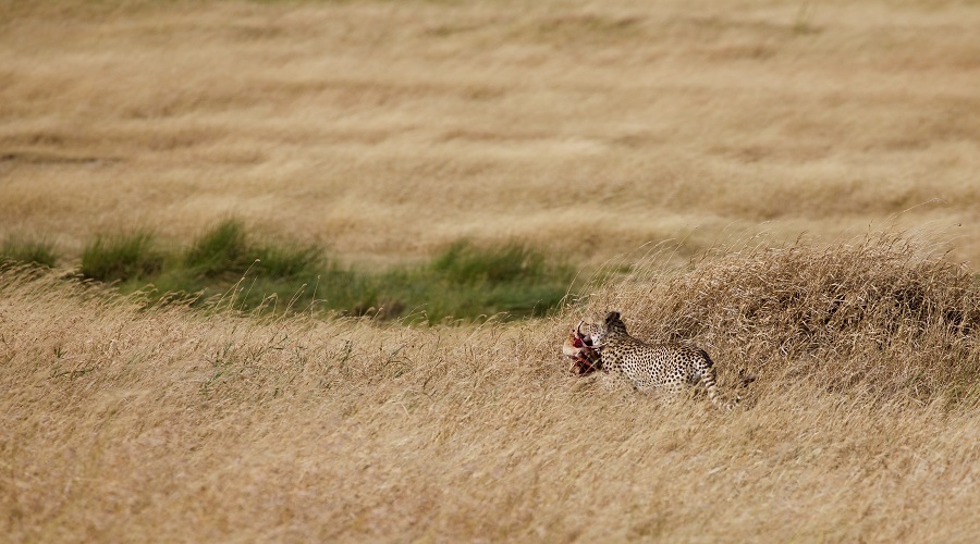 Affordable Full-Day Safari Adventures in Serengeti